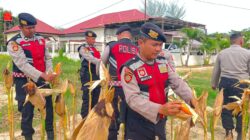Kapolres Aceh Tamiang Panen Jagung di Lahan Binaan Polres, Dukung Swasembada Pangan 2026