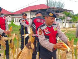 Kapolres Aceh Tamiang Panen Jagung di Lahan Binaan Polres, Dukung Swasembada Pangan 2026