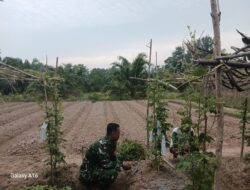Tingkatkan Hasil Pertanian, Babinsa Dampingi Petani Rawat Tanaman Pare
