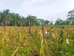 Anggota Kodim 0117/Aceh Tamiang Panen Jagung di Kompi Produksi, Perkuat Ketahanan Pangan