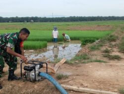 Babinsa Bantu Petani Aliri Sawah dengan Mesin Pompa Air, Dukung Ketahanan Pangan