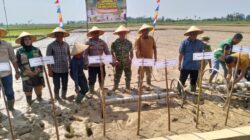 Polsek karang baru monitor kegiatan tanam padi serempak brigadir pangan di kampung sukajadi paya bujok