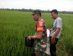 Babinsa Koramil 03/Seruway Bantu Petani Melaksanakan Pemupukan Tanaman Padi