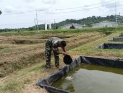 Kompi Produksi Kodim 0117/Aceh Tamiang Tebar 3.400 Benih Ikan, Dukung Ketahanan Pangan