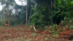 PSR DI SIJUDO DIPERTANYAKAN, SIAPA MELOLOSKAN LOKASI YANG DIDUGA DIBUKA DARI LAHAN BERHUTAN?