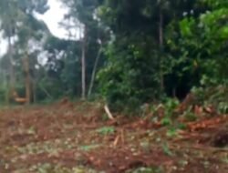 PSR DI SIJUDO DIPERTANYAKAN, SIAPA MELOLOSKAN LOKASI YANG DIDUGA DIBUKA DARI LAHAN BERHUTAN?