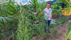 Polres Aceh Timur Berhasil Ungkap Kebun Ganja di Peureulak
