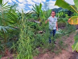 Polres Aceh Timur Berhasil Ungkap Kebun Ganja di Peureulak