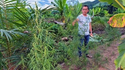 Polres Aceh Timur Berhasil Ungkap Kebun Ganja di Peureulak