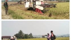 Babinsa Koramil 1308–03/Batui Kawal Serapan Gabah Bulog, Dukung Kesejahteraan Petani