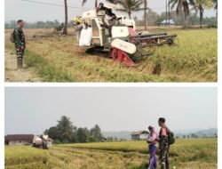 Babinsa Koramil 1308–03/Batui Kawal Serapan Gabah Bulog, Dukung Kesejahteraan Petani