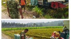 Babinsa Koramil 03/Batui Laksanakan Pendampingan Sergab Gabah di Desa Sukamaju Satu