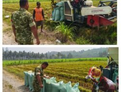 Babinsa Koramil 03/Batui Laksanakan Pendampingan Sergab Gabah di Desa Sukamaju Satu