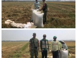 Pendampingan Sergab Babinsa Koramil 03/Batui Bersama Petugas PPL  di Desa Argomulyo
