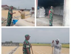 Babinsa  Desa Slametharjo Dampingi Satgas Sergab Serap Gabah Petani di Moilong